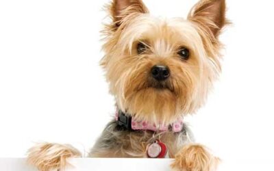 Pet Therapy: The Healing Power of Dogs